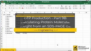 GFP Production  Part 9B Calculating Protein Molecular Weight from an SDSPAGE Gel [upl. by Cullie736]