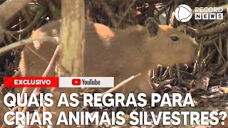 Saiba as regras para criação de animais silvestres no Brasil [upl. by Anertak143]