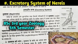 Excretory System of Nereis in hindi  Nephridia  BSc 3rd year Zoology 5th Semester [upl. by Meng]