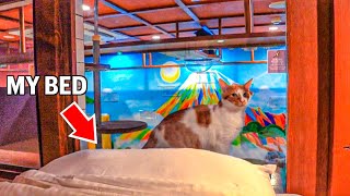 Cat Cafe Capsule Hotel where you can sleep while watching cats  animal cafe Japan🇯🇵 [upl. by Akiner]