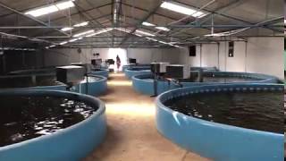 1KG 180DAYS INDOOR FISH RAS  India BASA PANGUS Fish Recirculating aquaculture system [upl. by Gunzburg]