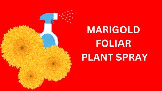 MARIGOLD FOLIAR PLANT SPRAY [upl. by Aiciles]