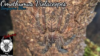 The Spidershop Unboxing PART 3 Omothymus Violaceopes Singapore Blue [upl. by Vincenta]