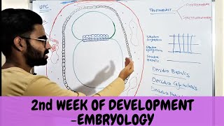 SECOND WEEK OF HUMAN DEVELOPMENT  GENERAL EMBRYOLOGY  Urdu \ Hindi [upl. by Odnesor]