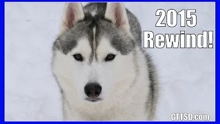 Siberian Husky YouTube Rewind 2015 Top 10 Countdown [upl. by Ycam528]