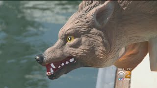 Plastic Coyotes Deployed To Ward Off Sea Lions At Newport Harbor [upl. by Akapol]