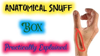 anatomical snuff box  anatomical snuff box anatomy [upl. by Iinden]