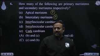 How many of the following are primary meristems and secondary meristems respectively a amp [upl. by Lebna]