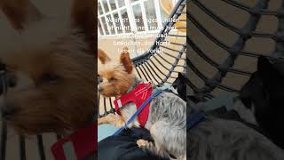 Das harte Leben als Minihund bewachen und chillen gleichzeitig geht nicht hund puppy chihuahua [upl. by Maletta267]