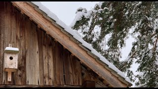 Budki lęgowe dla ptaków 🐦🐦🐦 [upl. by Orferd]