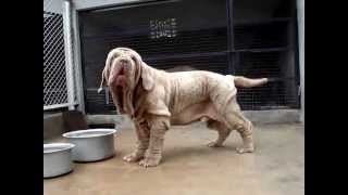 CADABOMS GHOST WORLDS BEST amp BIGGEST NO1 NEAPOLITAN MASTIFF most expensive Rs 20 crore dog [upl. by Satterlee692]