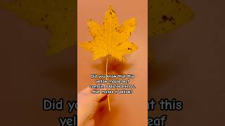 FYI  Yellow Leaf Contain XANTHOPHYLL that gives it a yellow pigment shorts maple fall2024 viral [upl. by Selmner3]