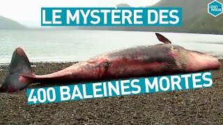 LA MORT MYSTÉRIEUSE DE 400 BALEINES Chili  LEffet Papillon [upl. by Auhsoj]