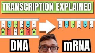 DNA TRANSCRIPTION EXPLAINED [upl. by Yaker]