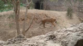 74  Some pics of Gwalior Zoo amp Shimla ZooKufri my trip 5716 [upl. by Anor]