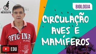 Biologia Circulação de Aves e Mamíferos [upl. by Jezreel]