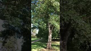 Black locust  trunk amp lower canopy  September 2021 [upl. by Netsruk691]