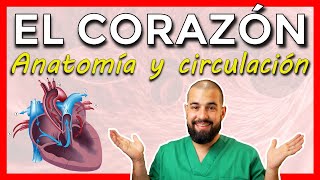 ANATOMÍA DEL CORAZÓN  Repaso básico [upl. by Euridice]