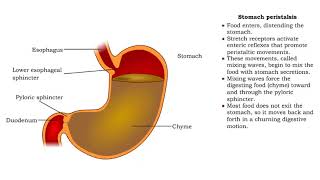 Stomach peristalsis  Movement of Food Through the Small Intestine [upl. by Hasty505]