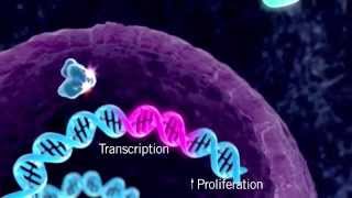 The HER Signaling Pathway [upl. by Poirer]