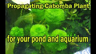 CABOMBA PLANT PROPAGATION  For your Fish ponds and aquarium [upl. by Kacerek399]