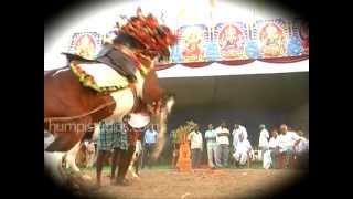 DANCING HORSES  Indian Drum beat Dressage Horses [upl. by Sib]