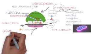 Chloramphenicol  Antibiotics شرح [upl. by Thoer]
