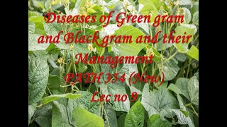 Diseases of Green gram and Black gram and their Management PATH 354 New Lec no 9 [upl. by Isleen]