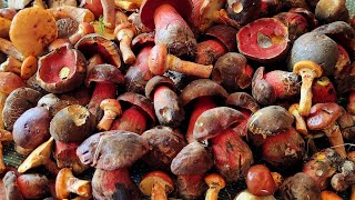 Boletus erythropus [upl. by Hanid]