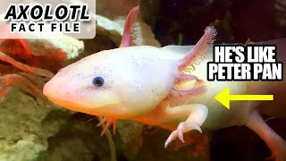 Axolotl Facts the PETER PAN Salamander 🦎 Animal Fact Files [upl. by Boyt161]