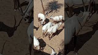 goat eid india animals youtubeshorts YouTube [upl. by Eneloj]