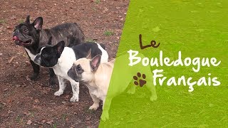 Le Bouledogue Français [upl. by Jud]