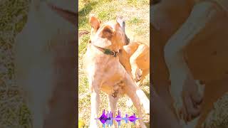 Cachorro Latindo Efeito sonoro de PITBULL LATINDO A NOITE pitbull dogshorts sound [upl. by Anidem1]