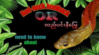 လည်ပင်းနီမြွေအကြောင်း Redneck keelbackmyanmar yourchannel youtube [upl. by Emmeram]