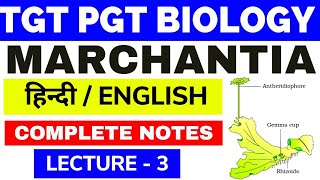 MarchantiaMarchantia MorphologyBryophyte MarchantiaMorphology of GametophyteMarchantia3 bsc [upl. by Mattah]