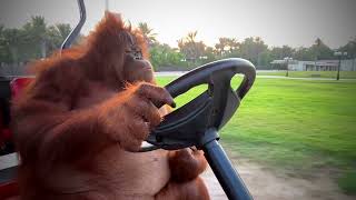 Orangutan driving a golf cart to Fleetwood Mac [upl. by Jobyna672]