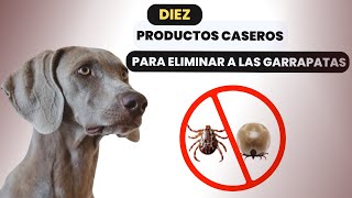 quot10 Remedios Caseros Infalibles para Eliminar Garrapatas ¡Protege a tus Mascotasquot [upl. by Htebazil]