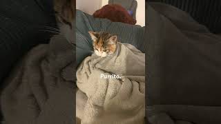 Purrito shorts fyp cats funnycats funny memes [upl. by Suiravat]