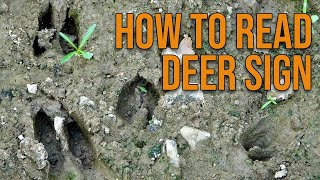 How to Read Deer Sign [upl. by Attennot809]