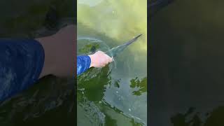 New Jersey HOUNDFISH Catch and Release [upl. by Harelda501]