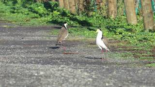 Squawking Spurwing Plover goes Splat [upl. by Craw]