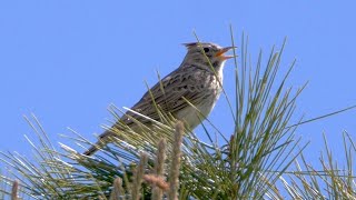 Thekla Lark Singing [upl. by Cherye]