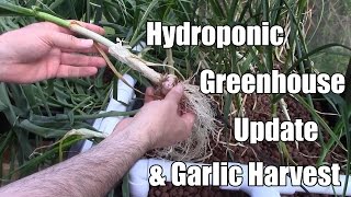 Hydroponic Greenhouse Update amp Garlic Harvest  Sunday 10th May 2015 [upl. by Edalb]