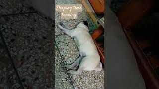 dog barking sounds to make your dog bark  dogsleeping dogbark pug [upl. by Arman]