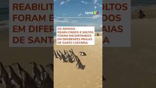 Mais de 70 pinguins reabilitados foram soltos no mar de Florianópolis em 2024 shorts [upl. by Marjorie]