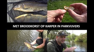 Met broodkorst op karper in parkvijvers [upl. by Gnohc297]