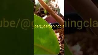 Philodendron RED leaf फिलॉडेंड्रॉन Philodendron erubescens is redleaf philodendron लाल फिलॉडेंड्रॉन [upl. by Seraphina]