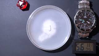 Time Lapse of Mushroom Mycelium Growing on Agar ep 2 [upl. by Squier]