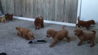 F1B Goldendoodle Puppies For Sale [upl. by Okomom199]