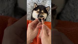 Dog asmr dogsoftiktok littlemanyu asmr cute trendingshorts [upl. by Esenahs]